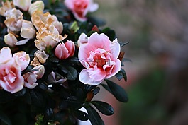 花,粉紅色,美麗