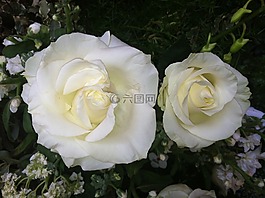 玫瑰,白,鮮花