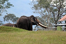 象,野生動物,野生