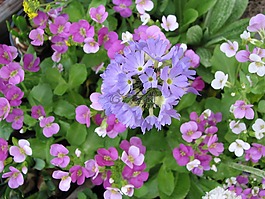 春天,花,復(fù)活節(jié)