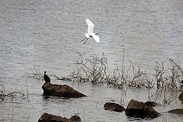 天鵝,野生動物,自然