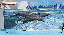 海豚,顯示,水族館