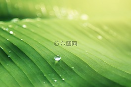 自然,綠色,葉