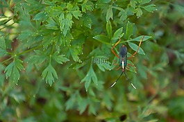 葉,性質(zhì),植物