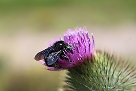 abejo,花,多彩