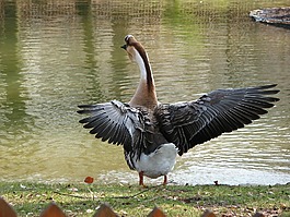 灰鵝,鳥(niǎo),動(dòng)物