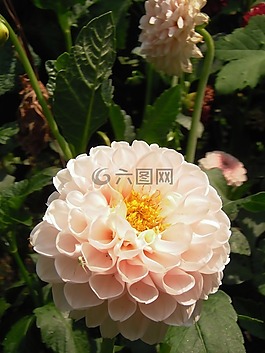 大麗花,花,植物