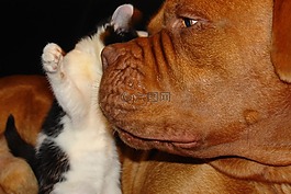 小猫,猫,dogue de 波尔多