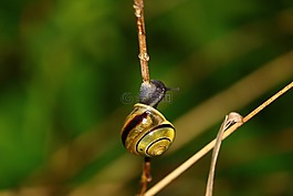蝸牛,葉草,綠色