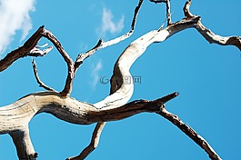 树枝,蓝色的天空,飞行