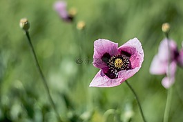 自然,鮮花,花瓣