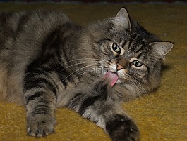 猫,挪威森林猫,注意