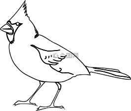 鳥,紅衣主教,鳴鳥