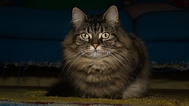 猫,挪威森林猫,注意