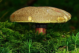rotfußröhrling,蘑菇,食用