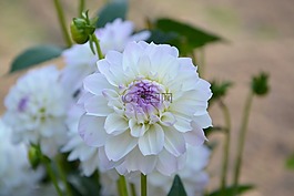 白花,白色,性質(zhì)