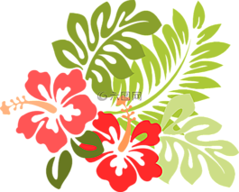 夏威夷,槿,植物區(qū)系