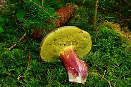 rotfußröhrling,蘑菇,食用