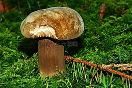 porphyrellus porphyrosporus,蘑菇,森林蘑菇