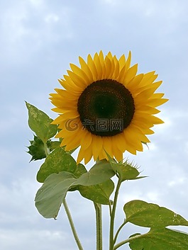 向日葵,夏天花,黃色的花朵