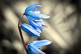 春美,春,花