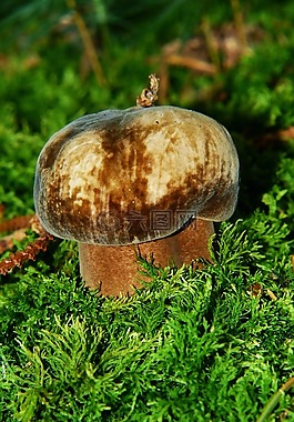 porphyrellus porphyrosporus,蘑菇,森林蘑菇