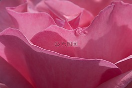玫瑰,開花,紅色