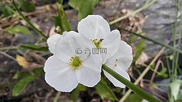 白色的花,花亞,花