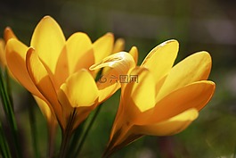 藏紅花,花,宏