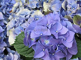 繡球,花的,花瓣