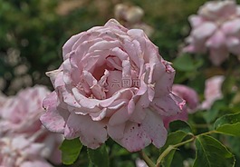 羅莎,花,黃色