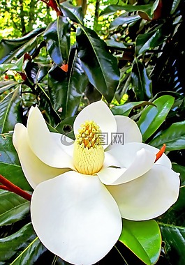 花,植物,野生
