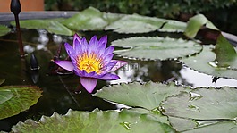 蓮花,鮮花,水生植物