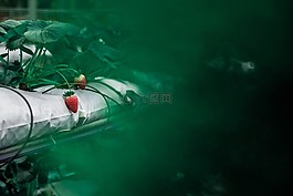 食品,水果,草莓