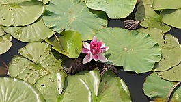 蓮花,鮮花,水生植物