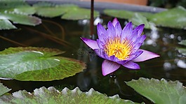蓮花,鮮花,水生植物