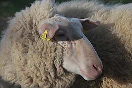 羊,動(dòng)物,農(nóng)場(chǎng)