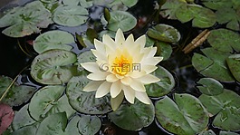 蓮花,鮮花,水生植物