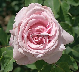 羅莎,花,黃色