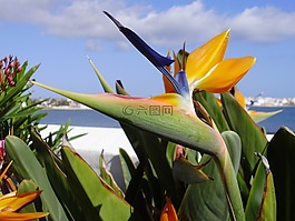 花,富埃特文圖拉,西班牙