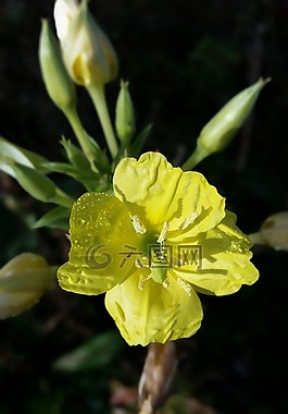 黃色的野花,關閉,性質(zhì)