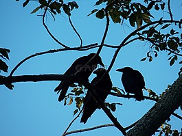 烏鴉,黑鳥,黑鳥群