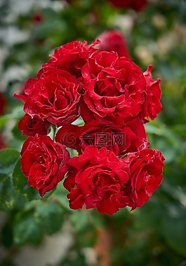 花卉,紅色,春