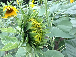 向日葵,花,黃色