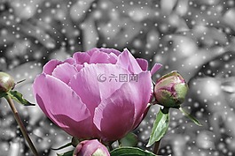 玫瑰,花,粉紅色