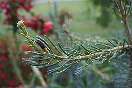 松,科,針葉樹