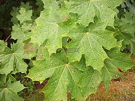 雨,薄霧,霧