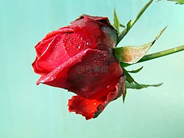 玫瑰,紅色,露水