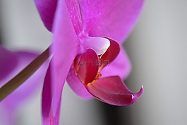 蘭花,花卉,性質(zhì)