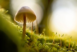 自然,特写,蘑菇